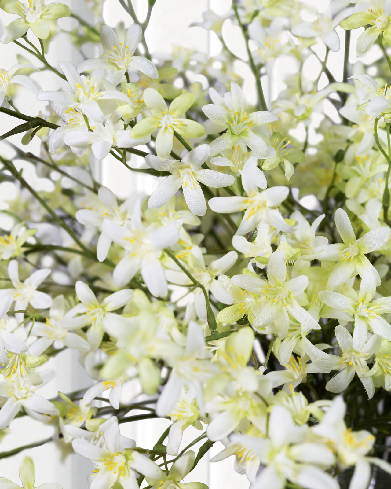 Saxifraga snittblomma vit