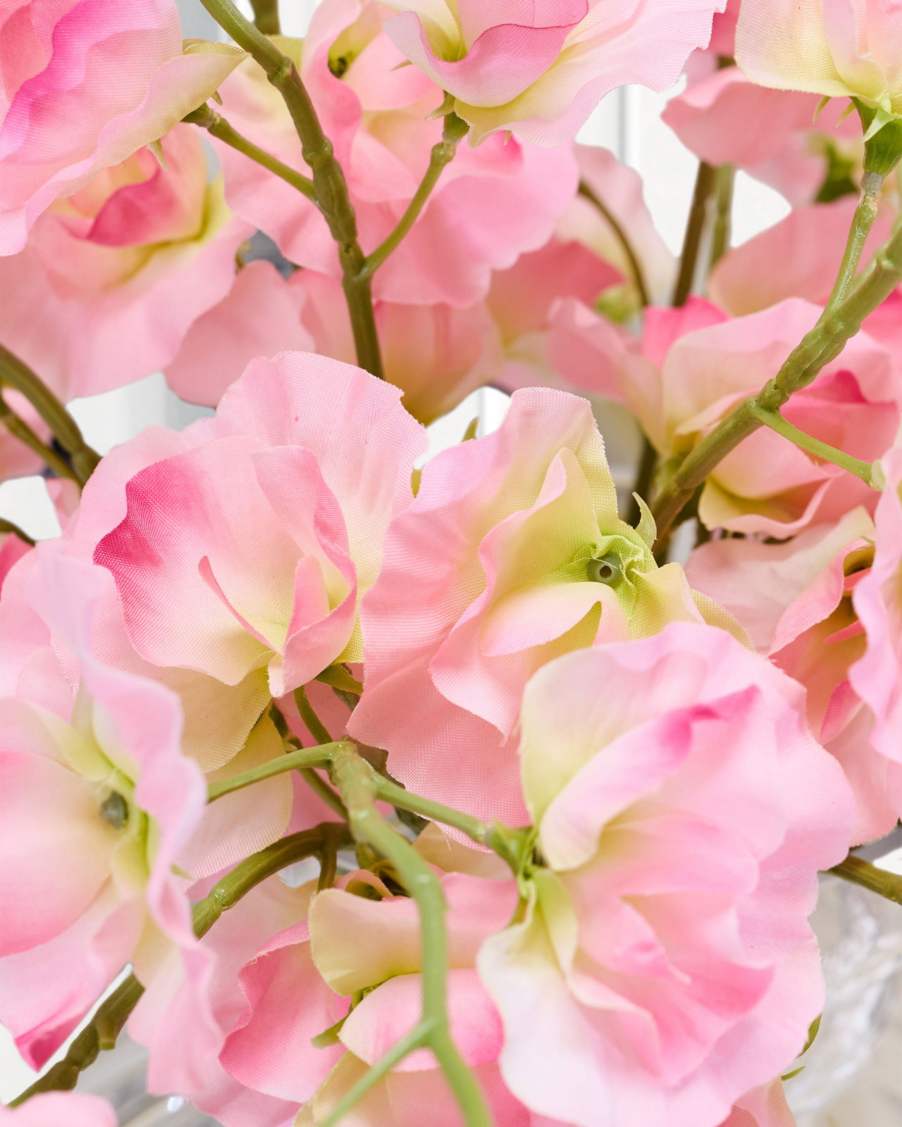 Sweet Pea Cut Flower Pink