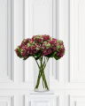 Hydrangea Cut Flower Burgundy