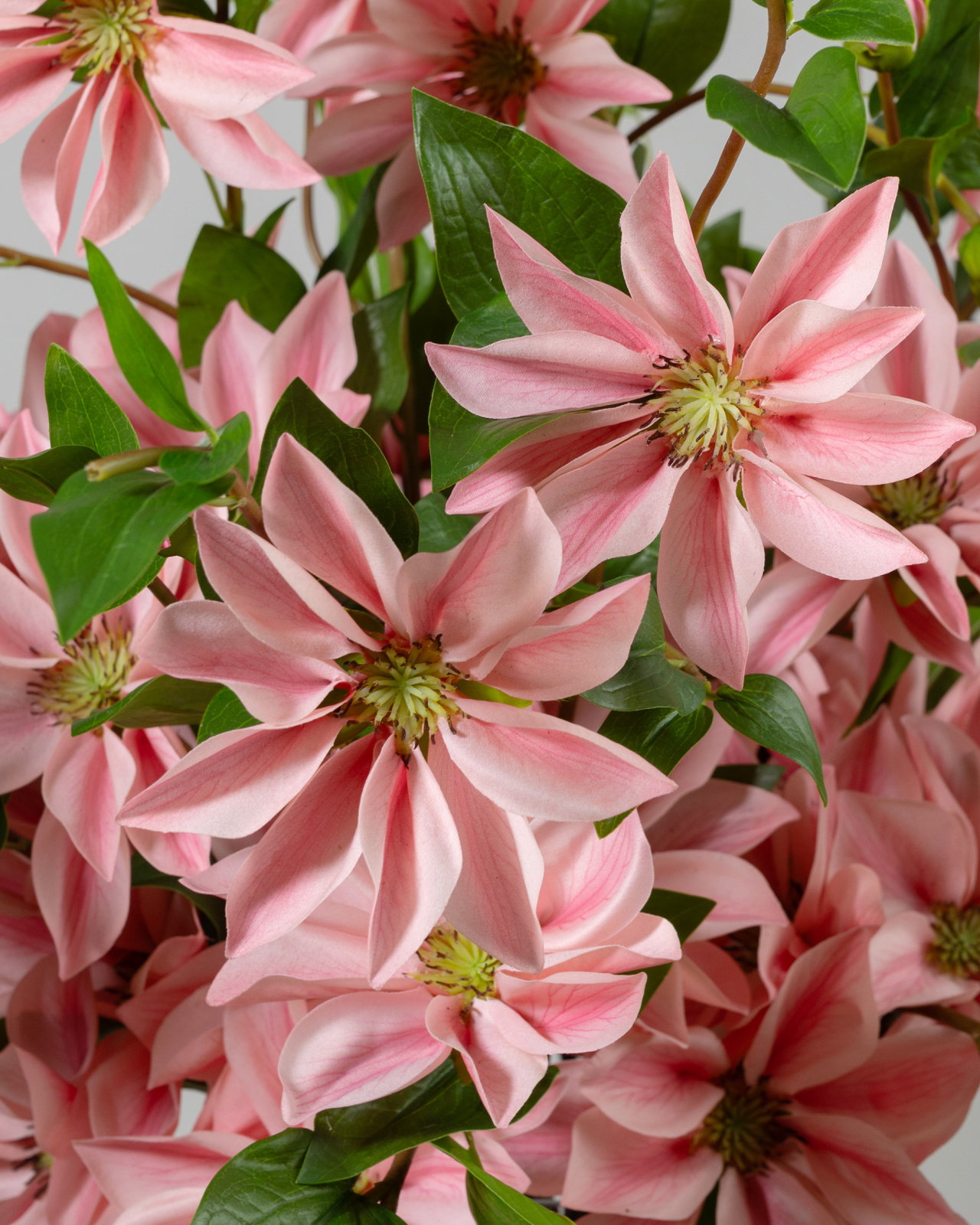 Clematis cut flower pink