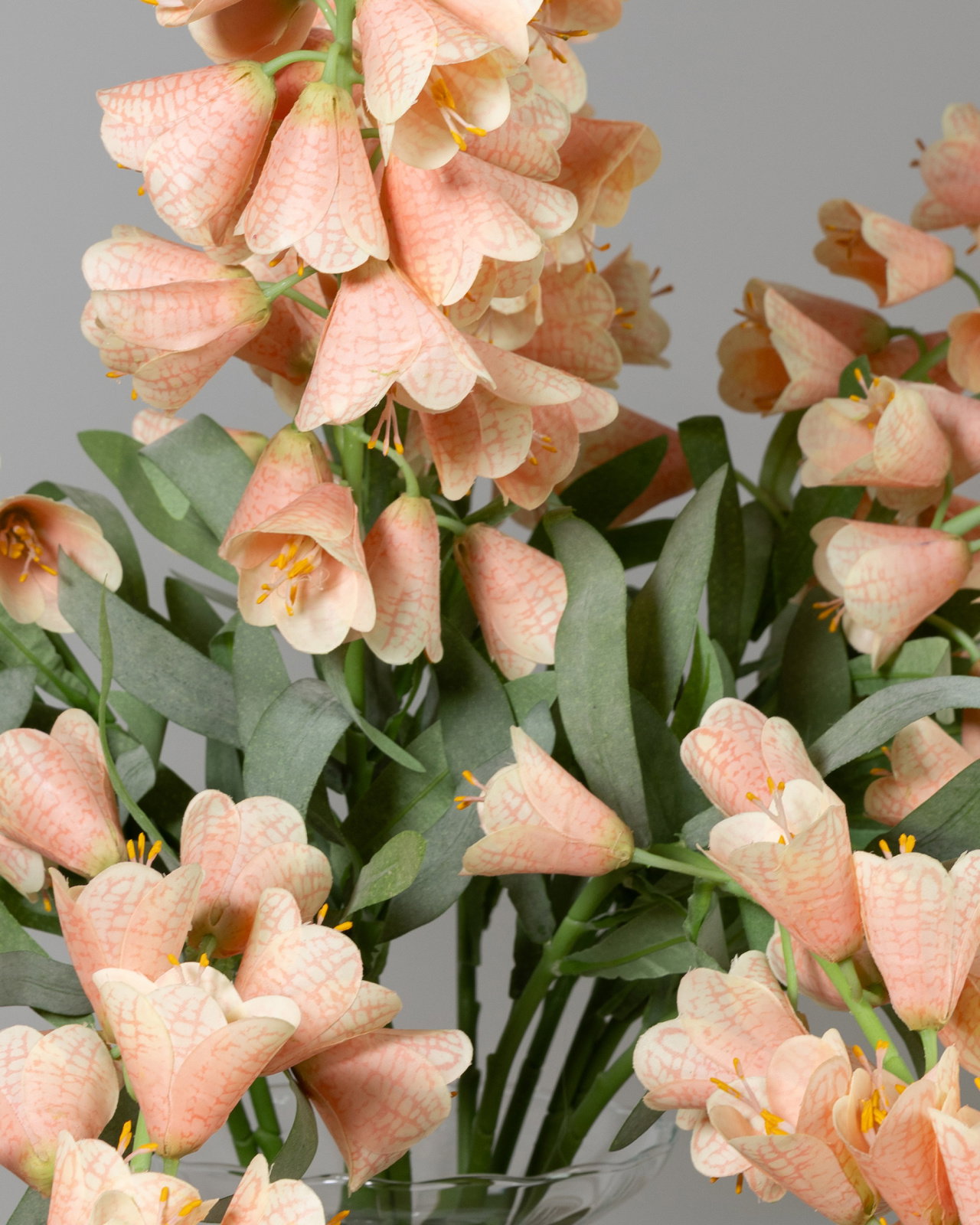 Frittilaria snitblomst rosa