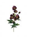 Christrose Schnittblume burgundy