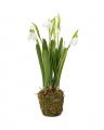 Snowdrop Potted Plant White