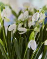 Snowdrop Potted Plant White