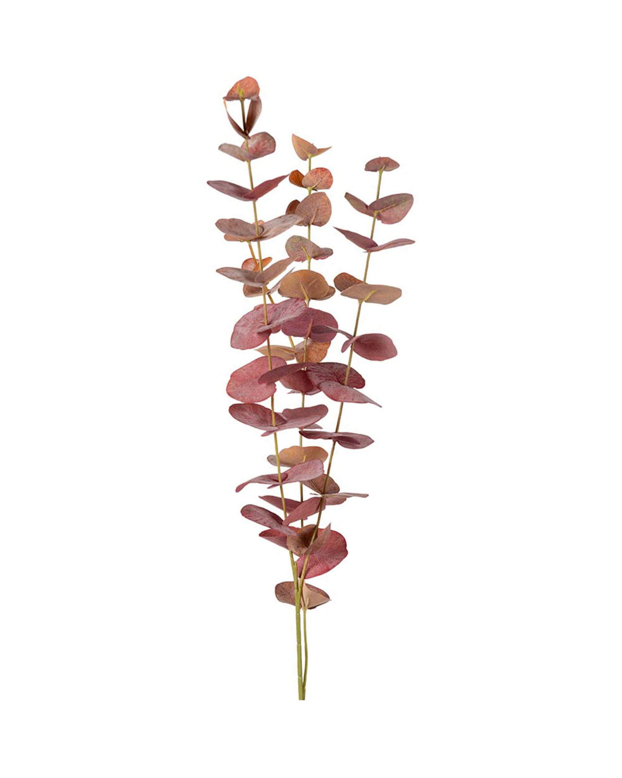 Eucalyptus afskåret blomst rød