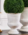 Boxwood Potted Plant Green