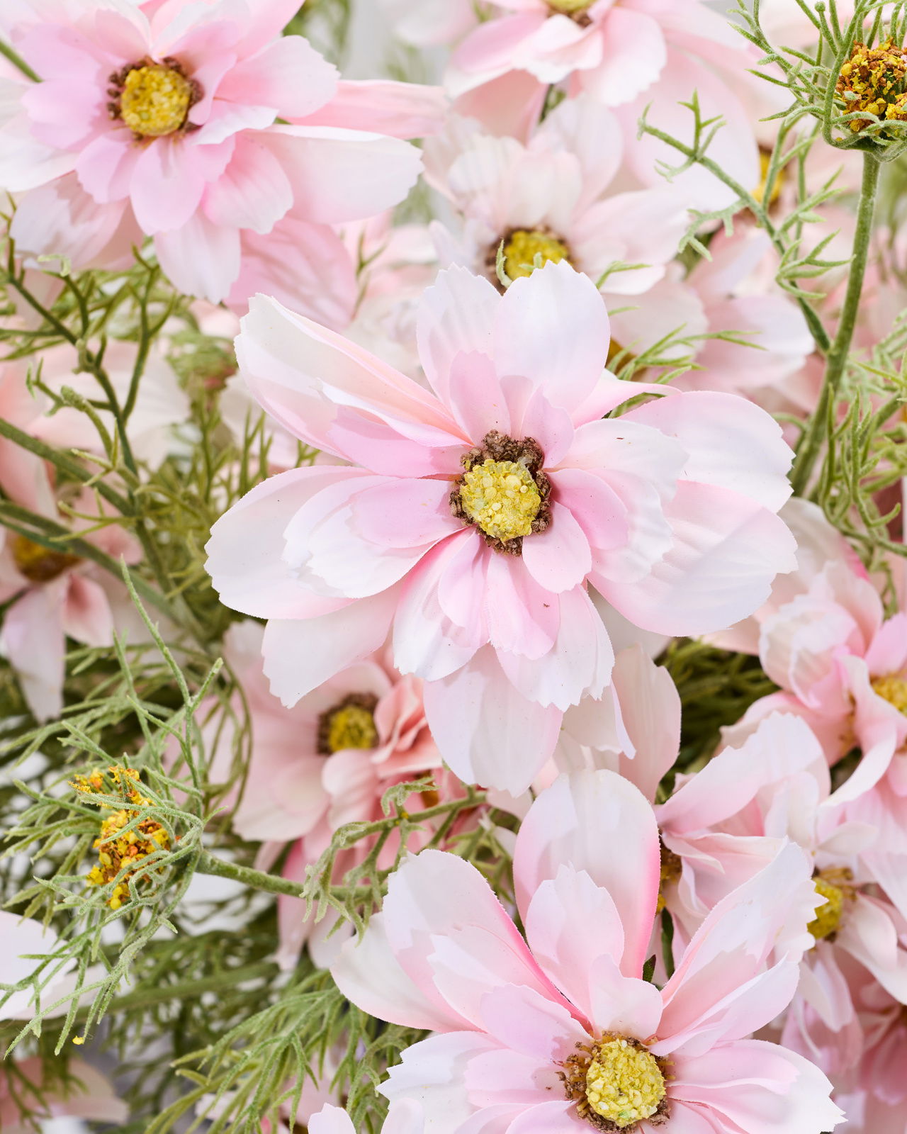 Kosmos snittblomst rosa