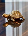 Turtle box brass