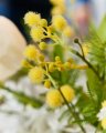 Mimose – afskåret blomst i gul