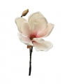 Magnolia Schnittblume weiß-rosa