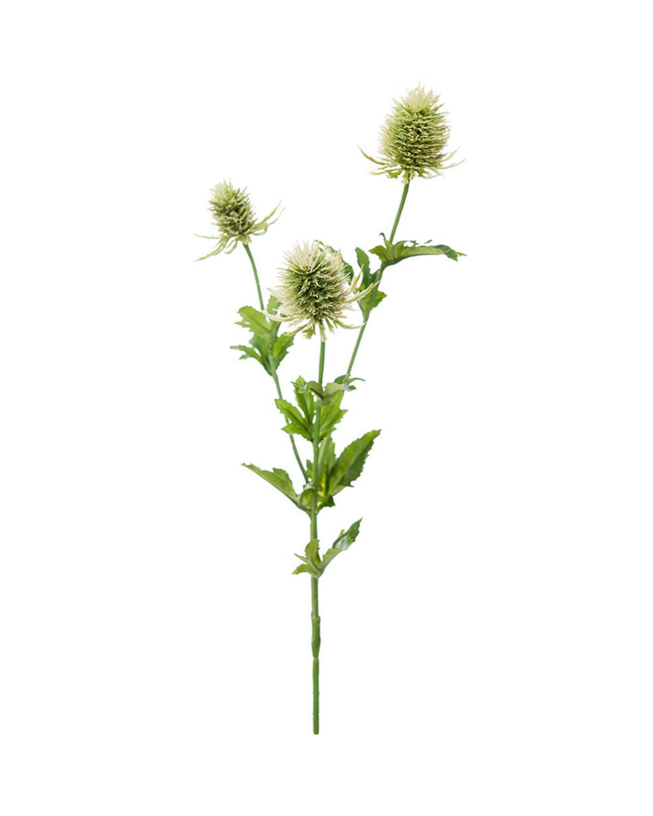Tidsel afskåret blomst grøn