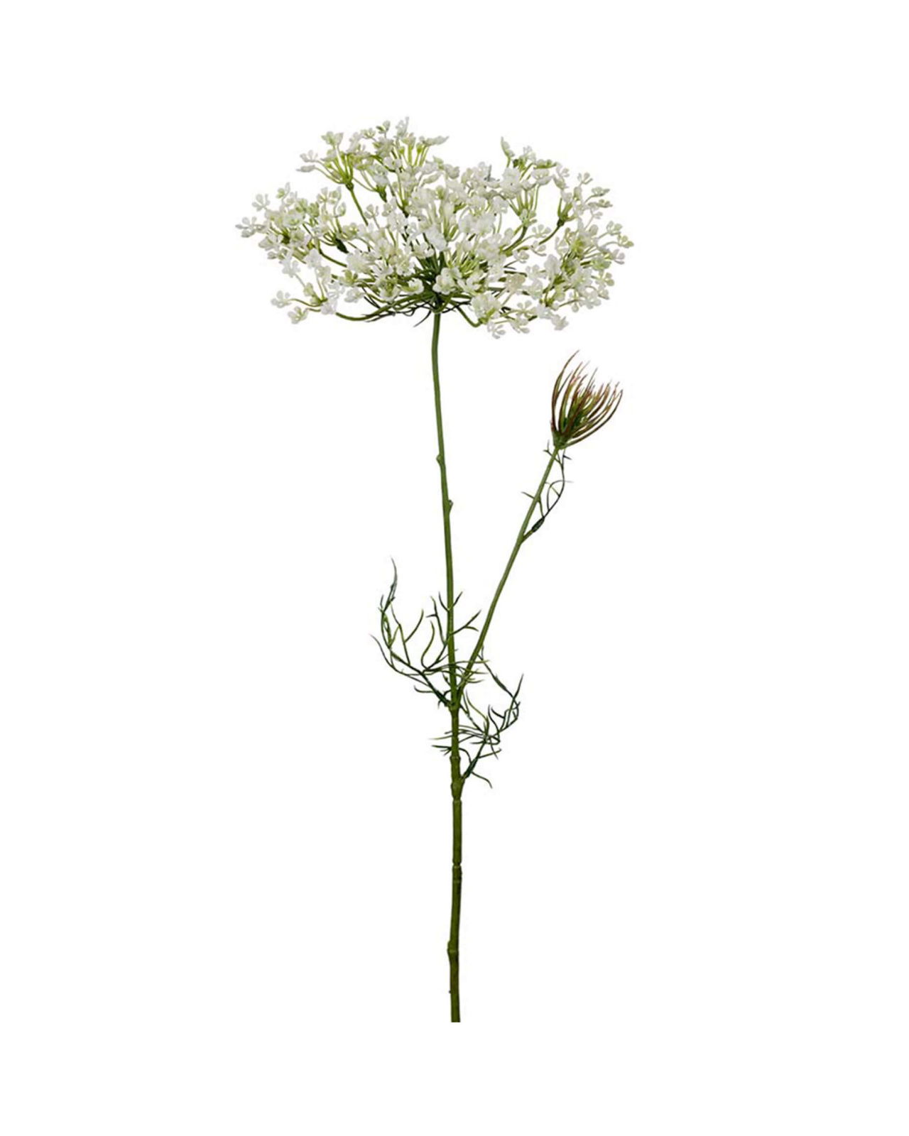 Allium – afskåret blomst i hvid