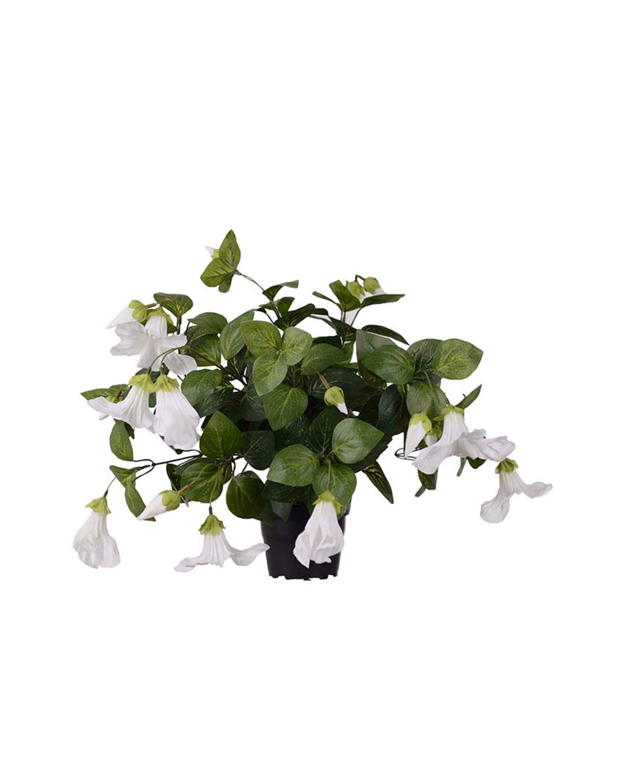 Petunia Potted Plant White