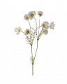 Cosmos Cut Flower White