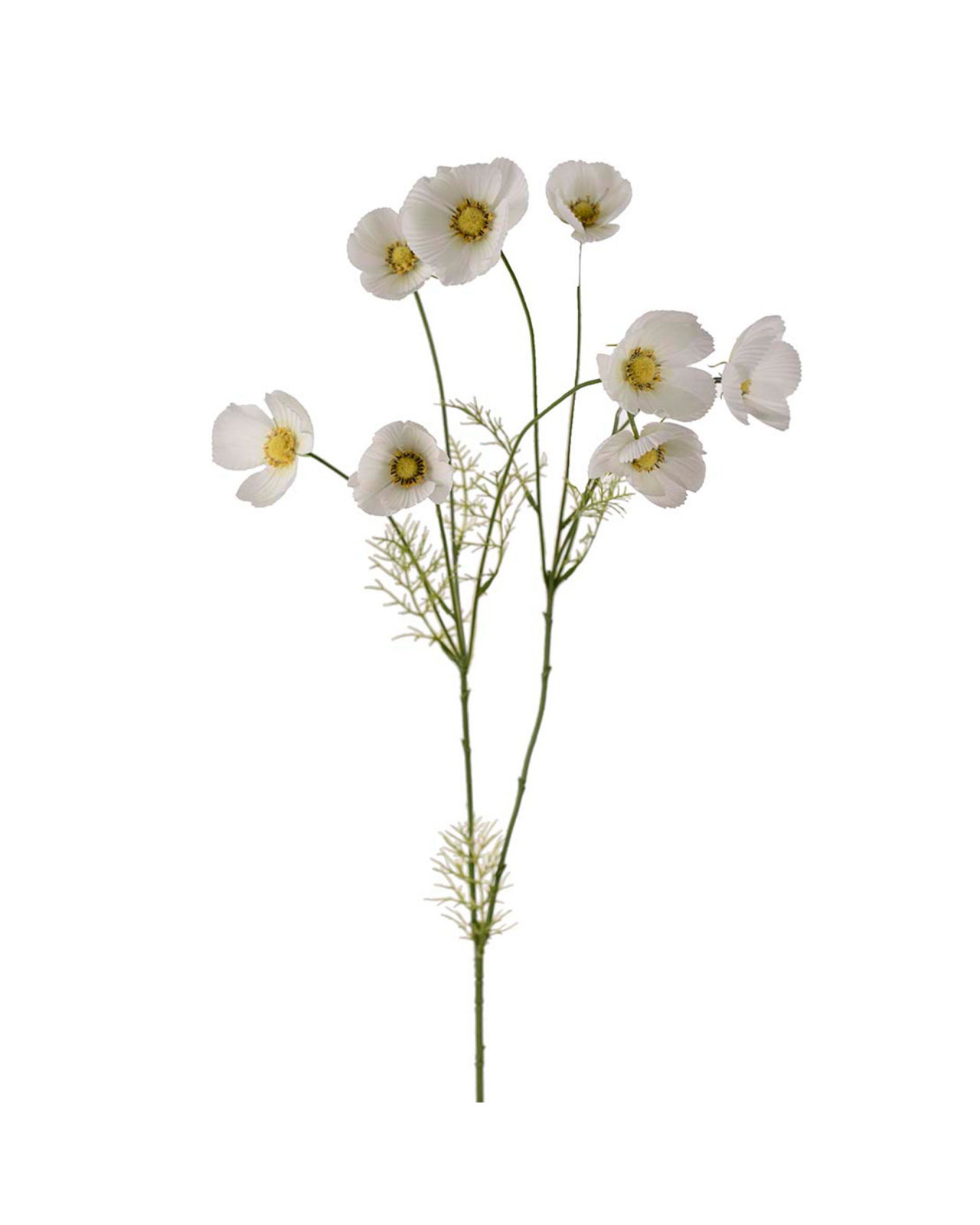 Cosmos Cut Flower White