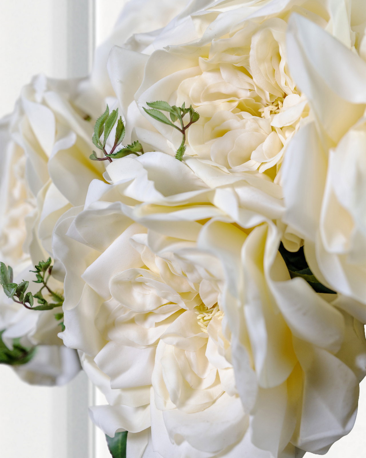 Ros snittblomma cream