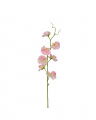 Sweet Pea Cut Flower Pink