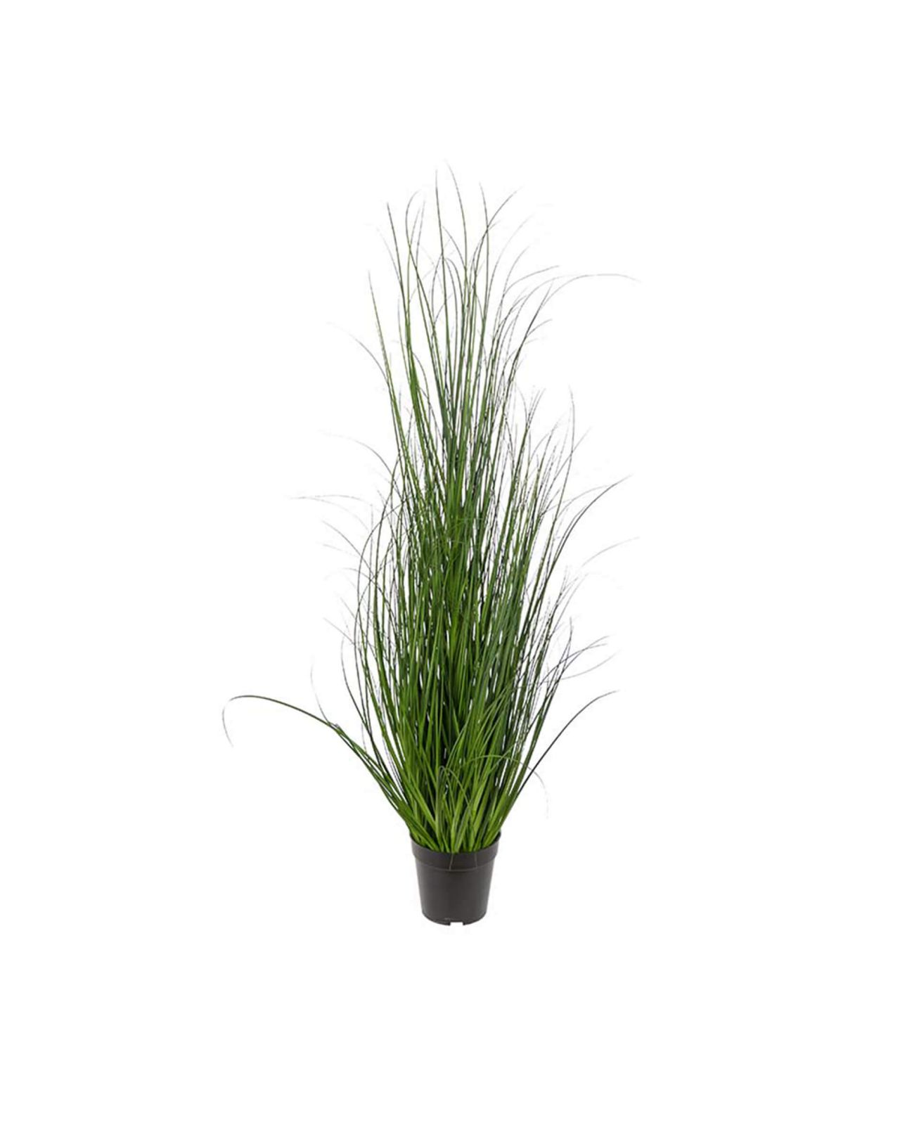 Grass Potted Plant