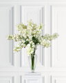 Frittilaria snittblomst hvit