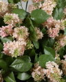 Lilac Cut Flower Pink
