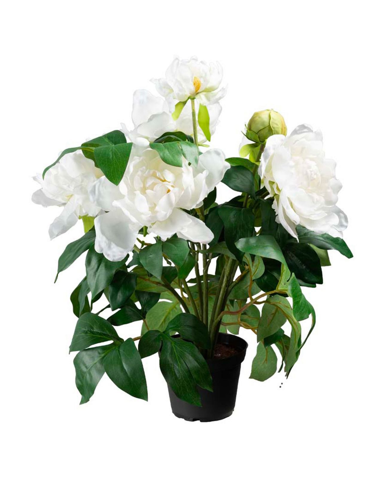 Peony Potted Plant White