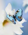 Jouline Decoration Butterfly Blue