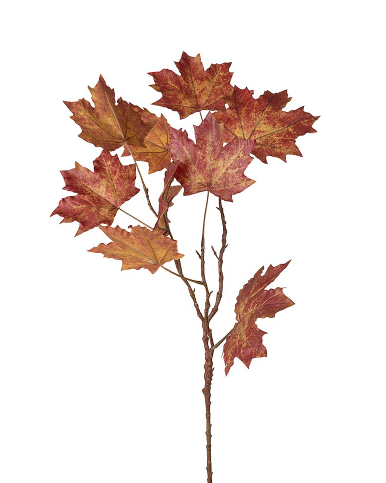 Orange maple cut flower