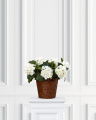 Hydrangea potted plant white