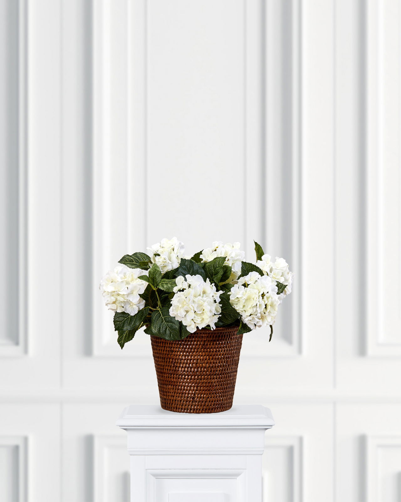 Hydrangea potted plant white