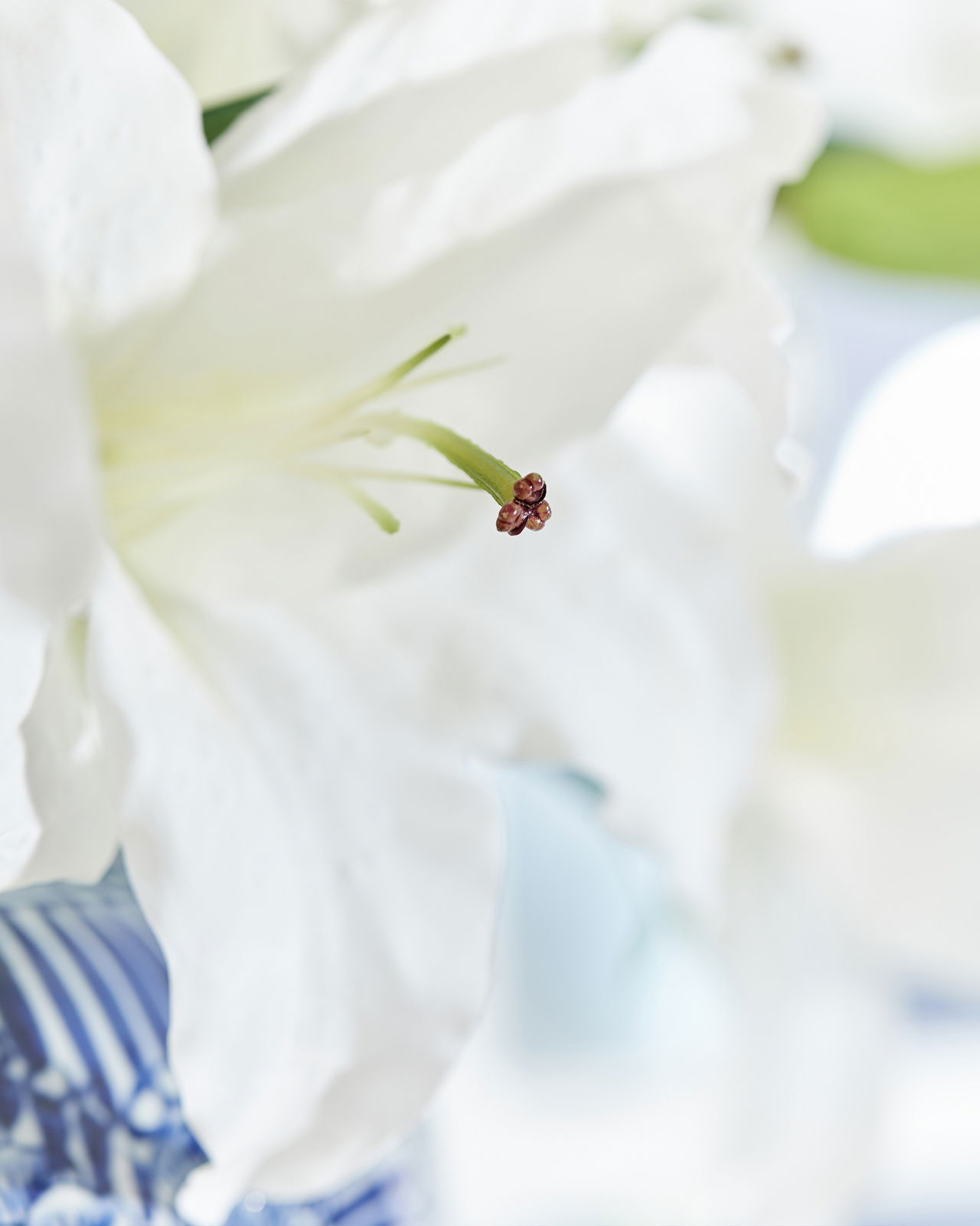 Lilja snittblomma vit