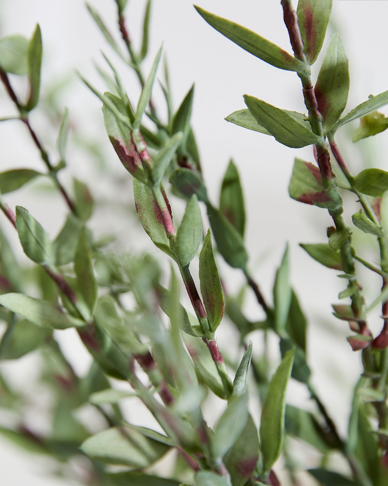 Eucalyptus snittblomma grön