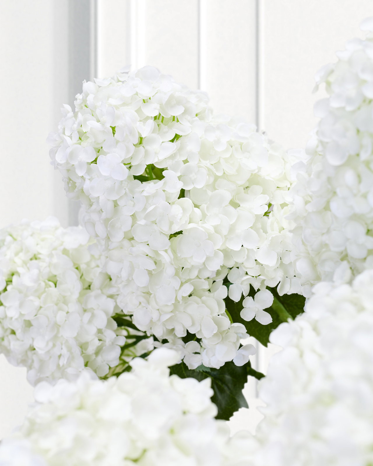 Syrénhortensia snittblomma vit