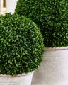 Boxwood Potted Plant Green