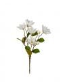 Magnolia - afskåret blomst i hvid