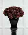 Hortensia snijbloem bordeaux