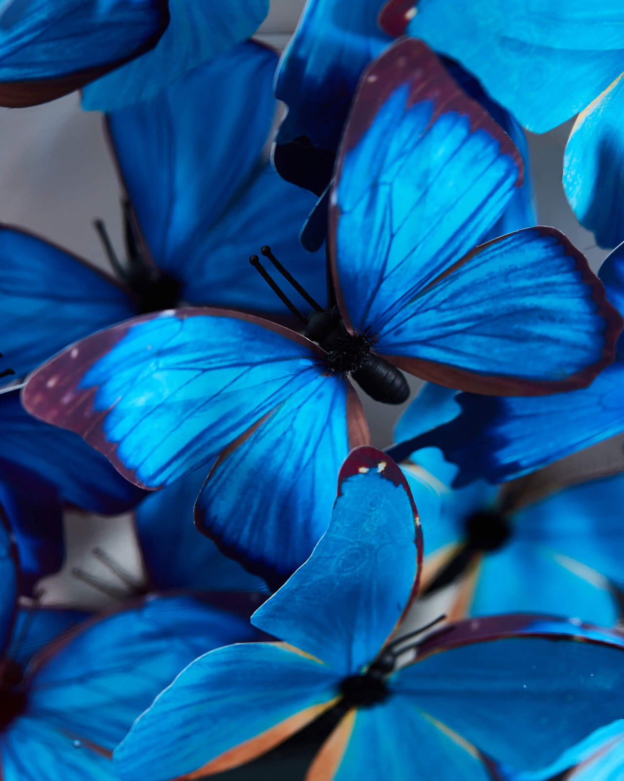 Noves Butterfly Dome Blue