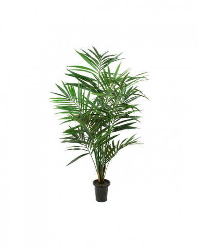 Newport Kentia Palm Tree
