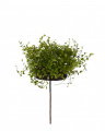 Muehlenbeckia Potted Plant Green