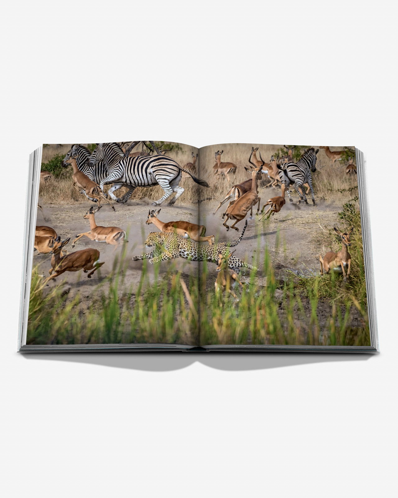 Londolozi, The Safari that Changed Everything