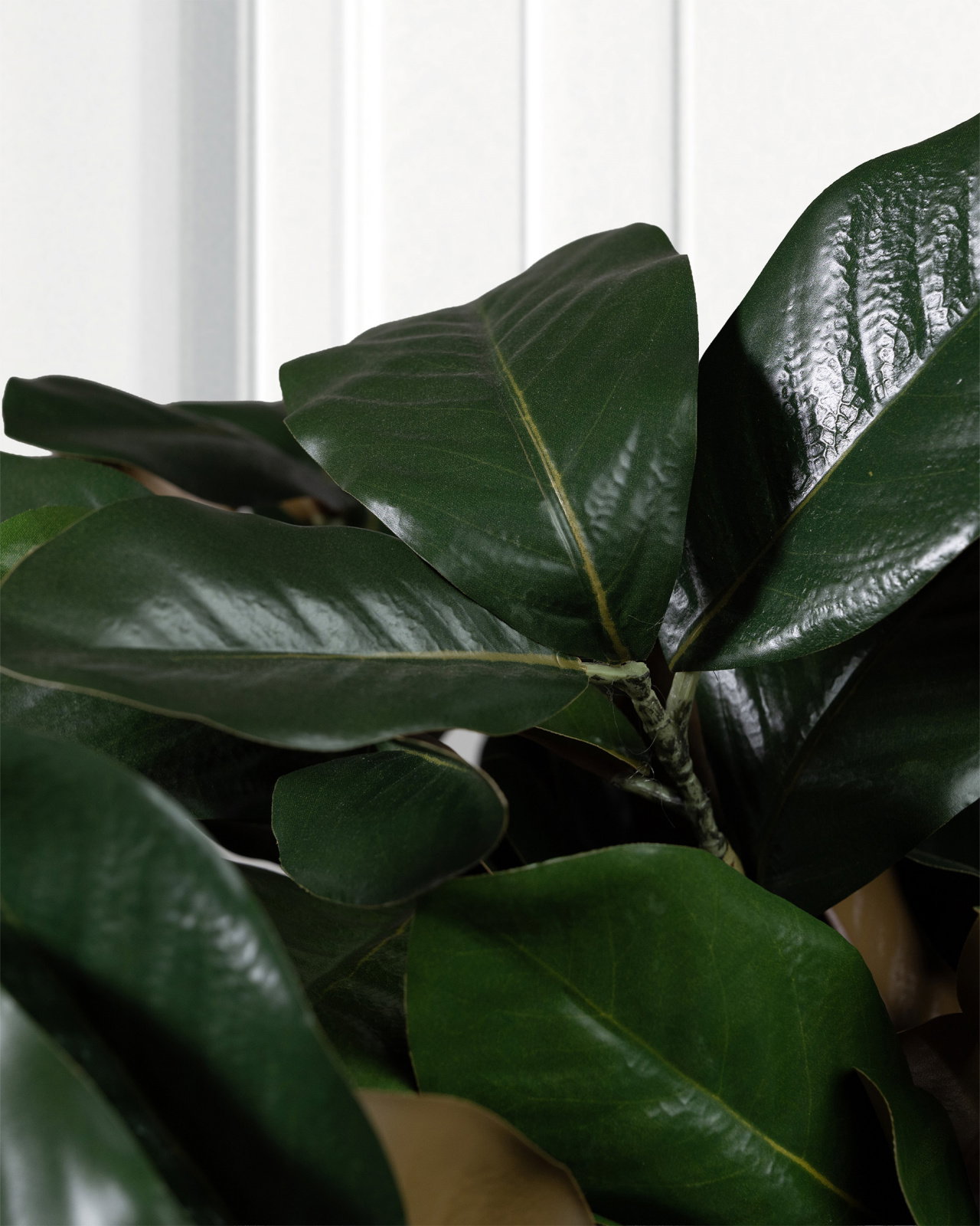 Green magnolia branch