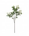 Lilac Cut Flower White