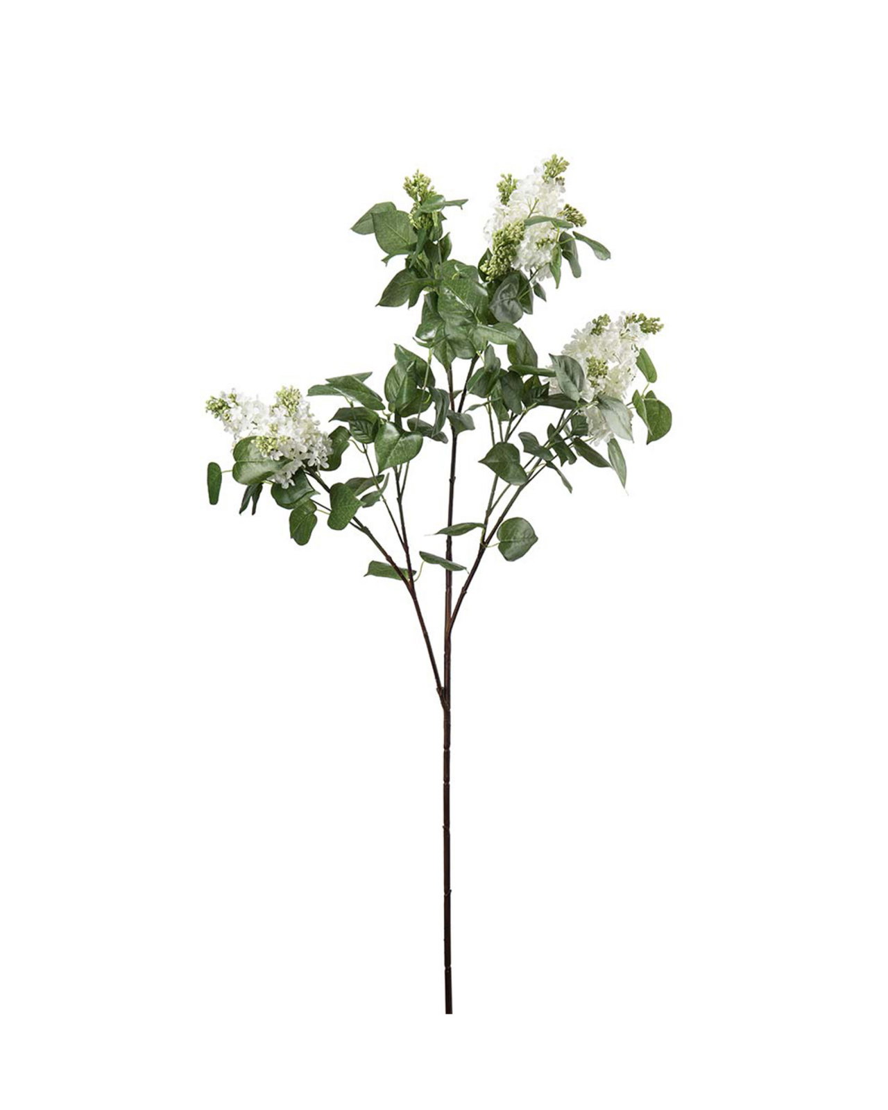 Lilac Cut Flower White
