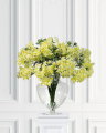 Blomsterkörvel gul