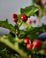 Holly Stechpalme Schnittblume