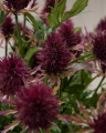 Purple thistle cut flower