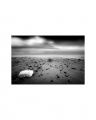 Shells