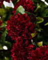 Chrysanthemum cut flower burgundy