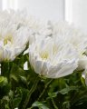 Chrysanthemum snittblomma vit