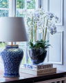 Orchid Potted Plant White