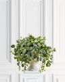 Fittonia Pot Plant Green